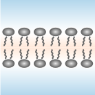 MembraneAleFem.jl logo